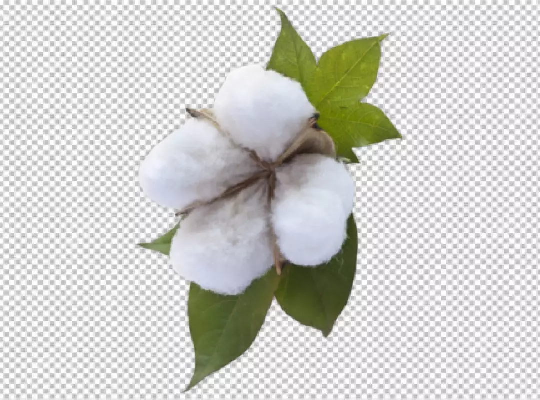 Free Premium PNG Cotton tree isolated on transparent background