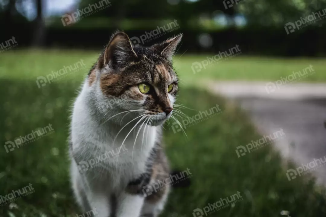 Free Premium Stock Photos Cat Look at me