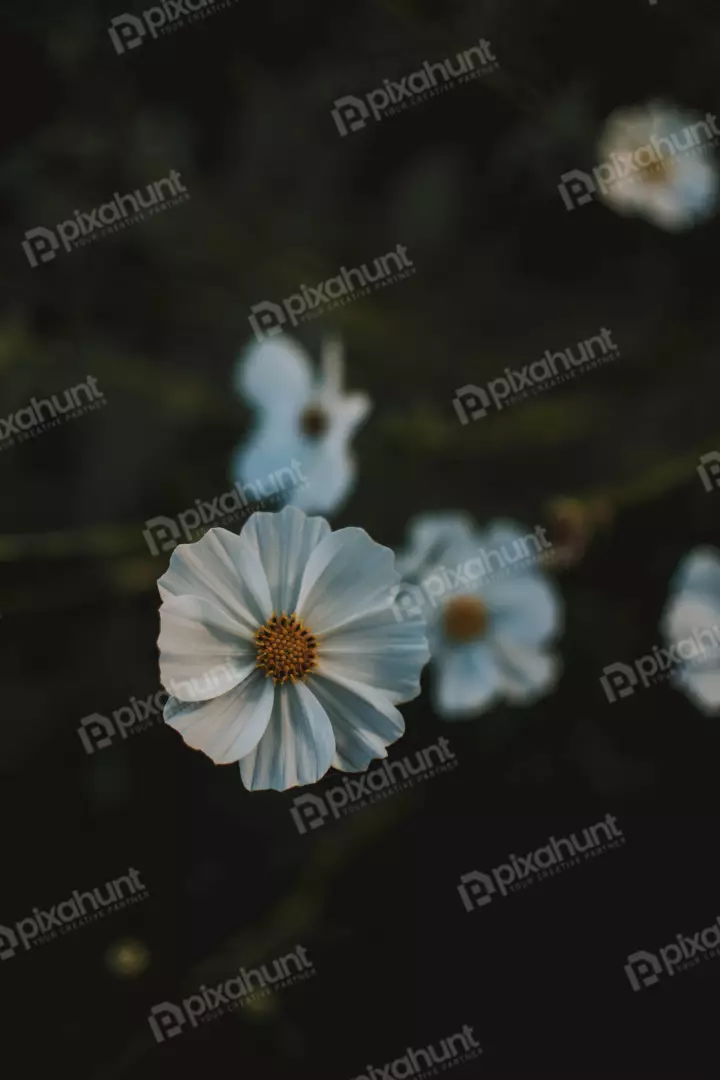 Free Premium Stock Photos a white flower in full bloom against a dark background