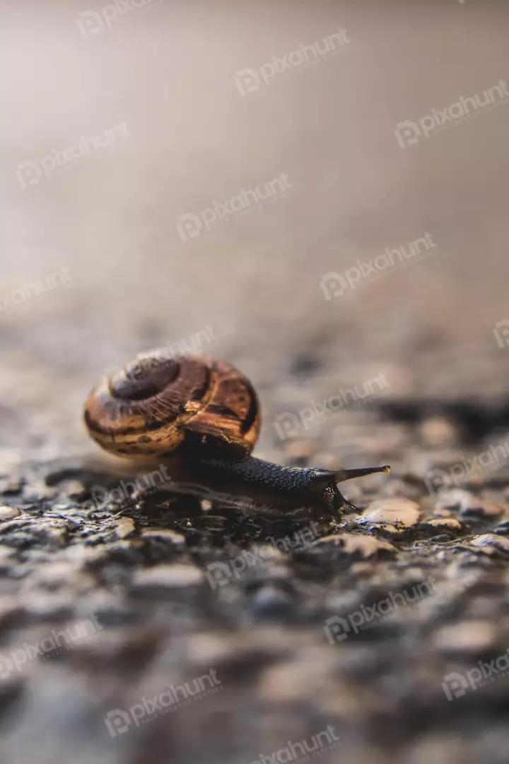 Free Premium Stock Photos snail is on a rough stone surface