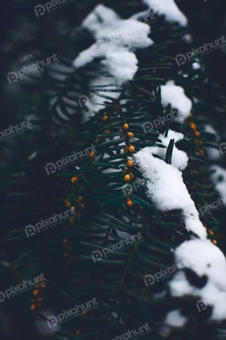 Free Premium Stock Photos branch is covered in snow, and the leaves are a dark green color