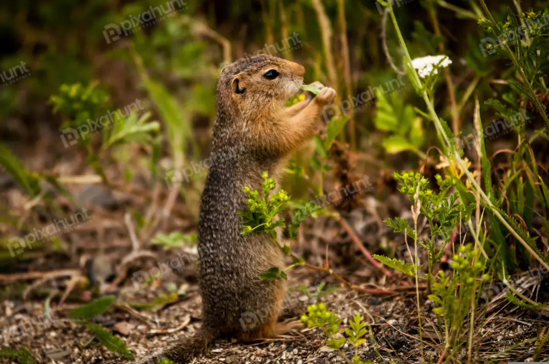 Free Premium Stock Photos A ground squirrel standing on its hind legs and eating a leaf