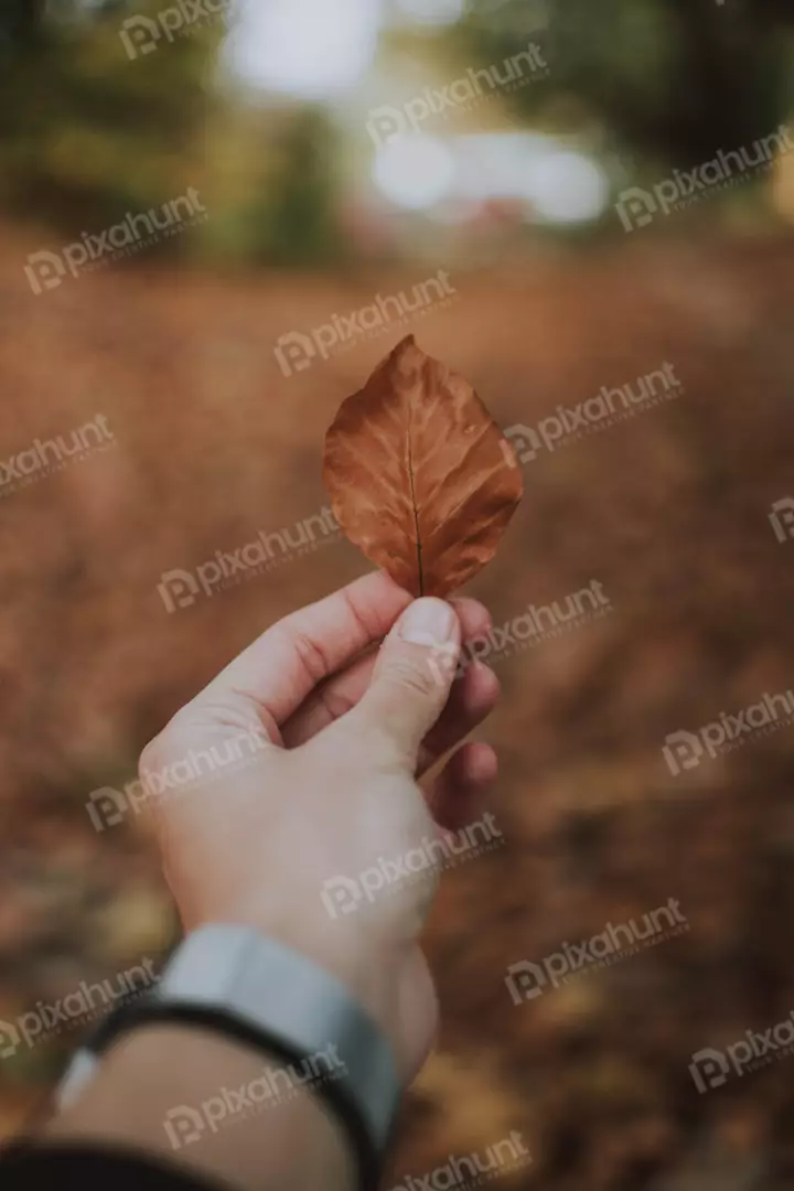 Free Premium Stock Photos a close-up of a hand holding a brown leaf