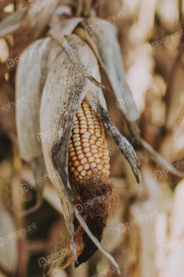 Free Premium Stock Photos a close-up of a corn cob. The corn is yellow and has a few brown spots