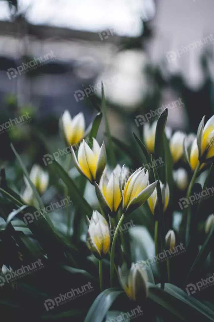 Free Premium Stock Photos a close-up of a cluster of white and yellow tulips