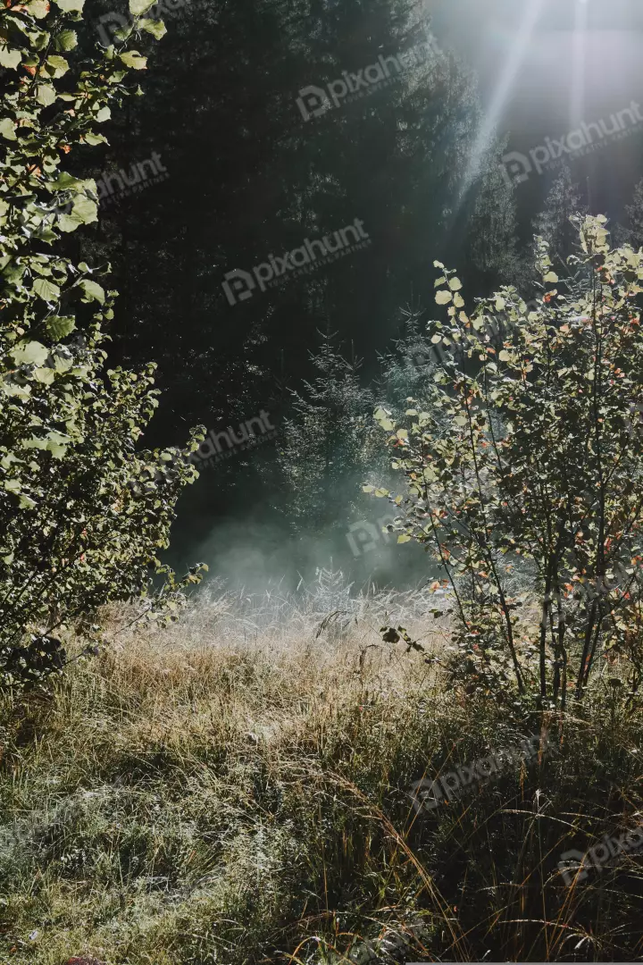 Free Premium Stock Photos tree is in the center of the photo, and its branches are spread out to the sides