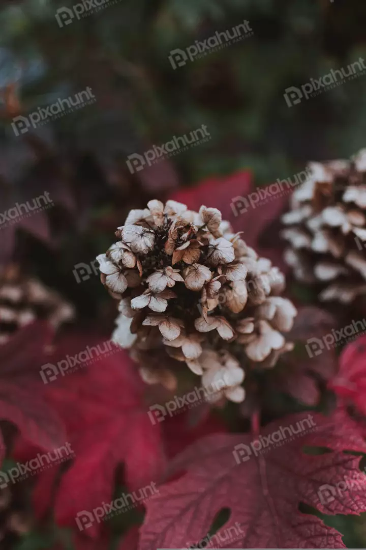 Free Premium Stock Photos blossom flower is in focus, while the background is blurred