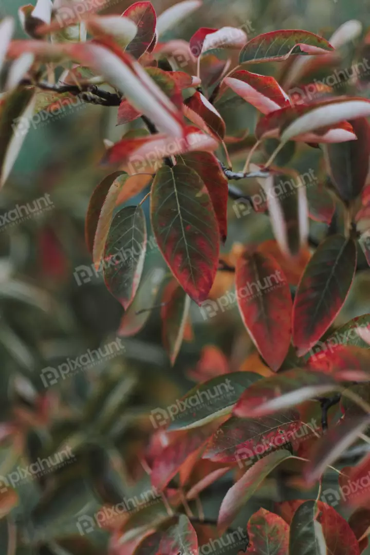 Free Premium Stock Photos a close-up of a branch of a tree with red and green leaves