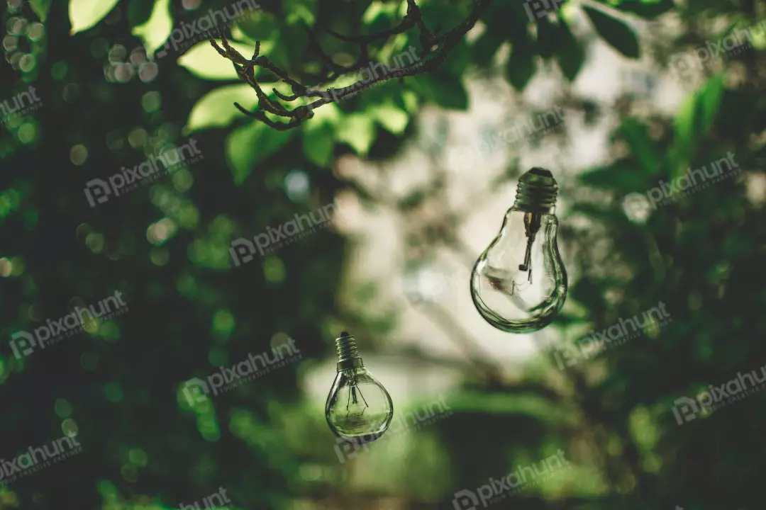 Free Premium Stock Photos looking up at a tree branch with two hanging light bulbs