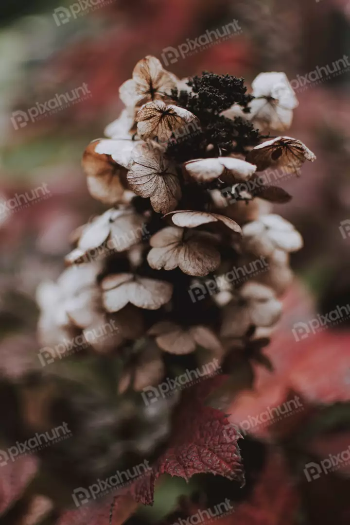 Free Premium Stock Photos A close-up of a dried hydrangea flower