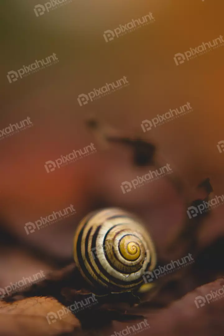 Free Premium Stock Photos The snail is in the center of the image, and it is facing towards the camera