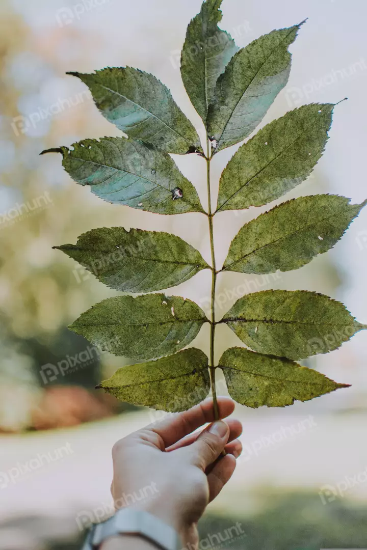 Free Premium Stock Photos a close-up of a hand holding a leaf