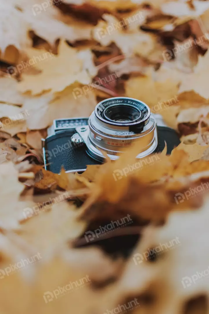 Free Premium Stock Photos The camera is in focus and the leaves are blurred in the background