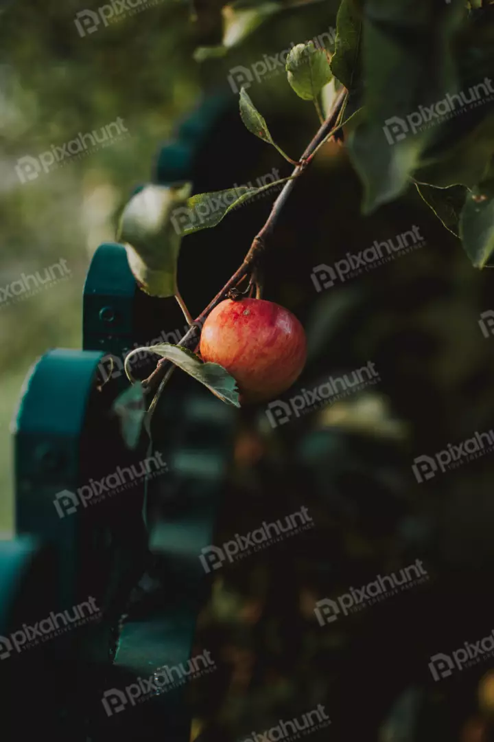 Free Premium Stock Photos a close-up of a red apple hanging from a tree branch