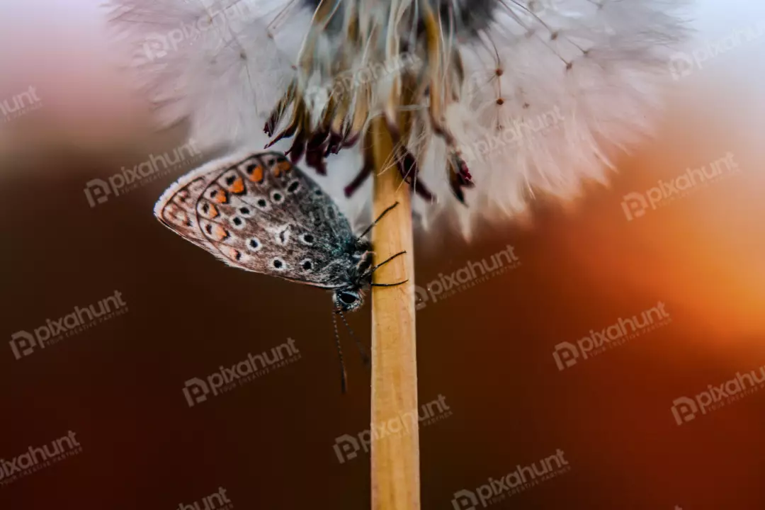 Free Premium Stock Photos The butterfly is perched on a dandelion seed head