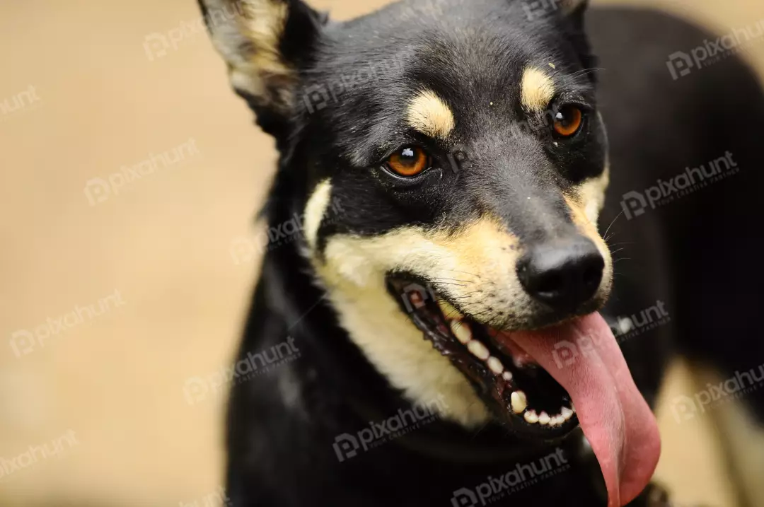 Free Premium Stock Photos The dog is facing the camera with its mouth slightly open and its tongue hanging out