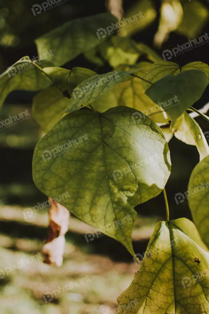 Free Premium Stock Photos The leaf is green and has a smooth, shiny surface