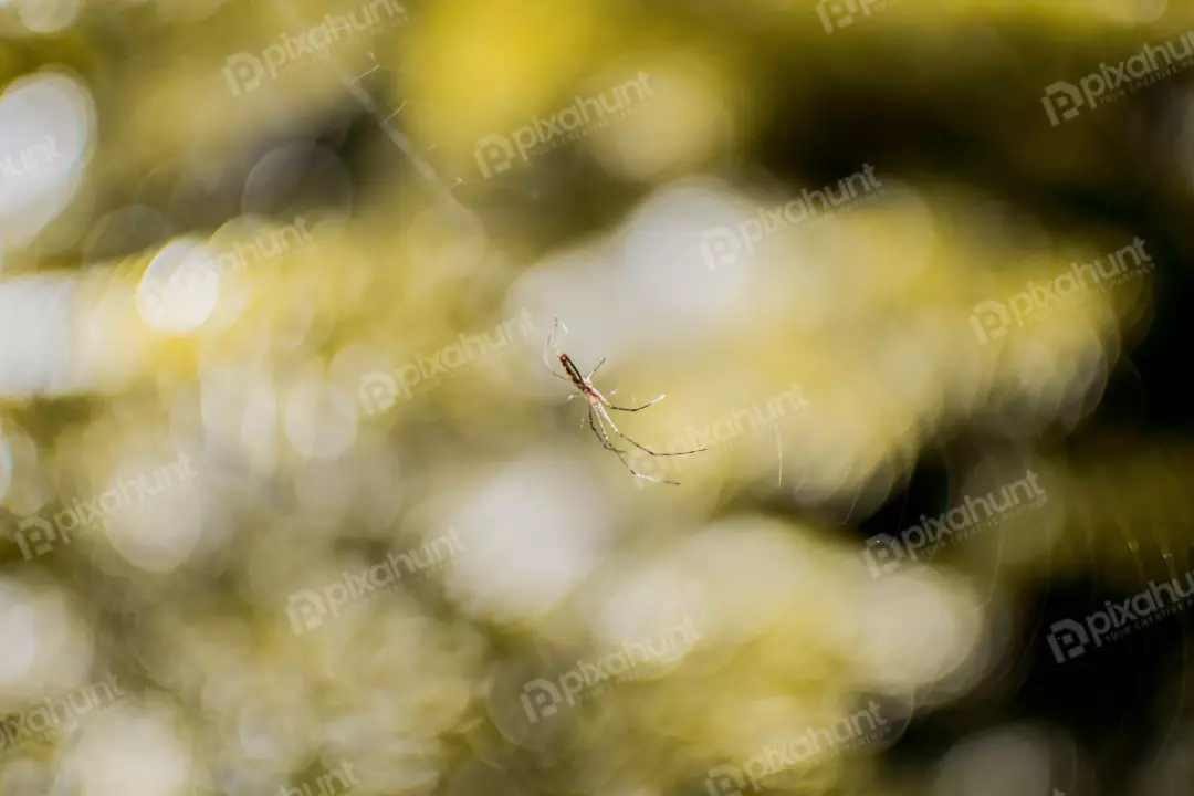 Free Premium Stock Photos spider is in the center of the web, facing downward