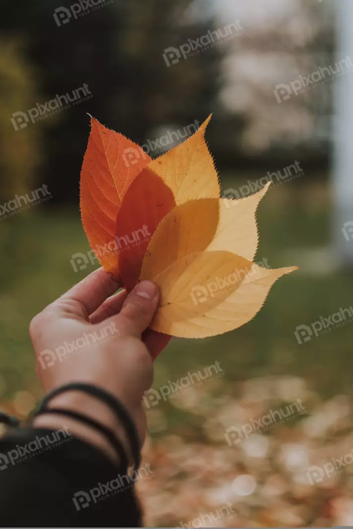 Free Premium Stock Photos a close-up of a hand holding three fallen leaves