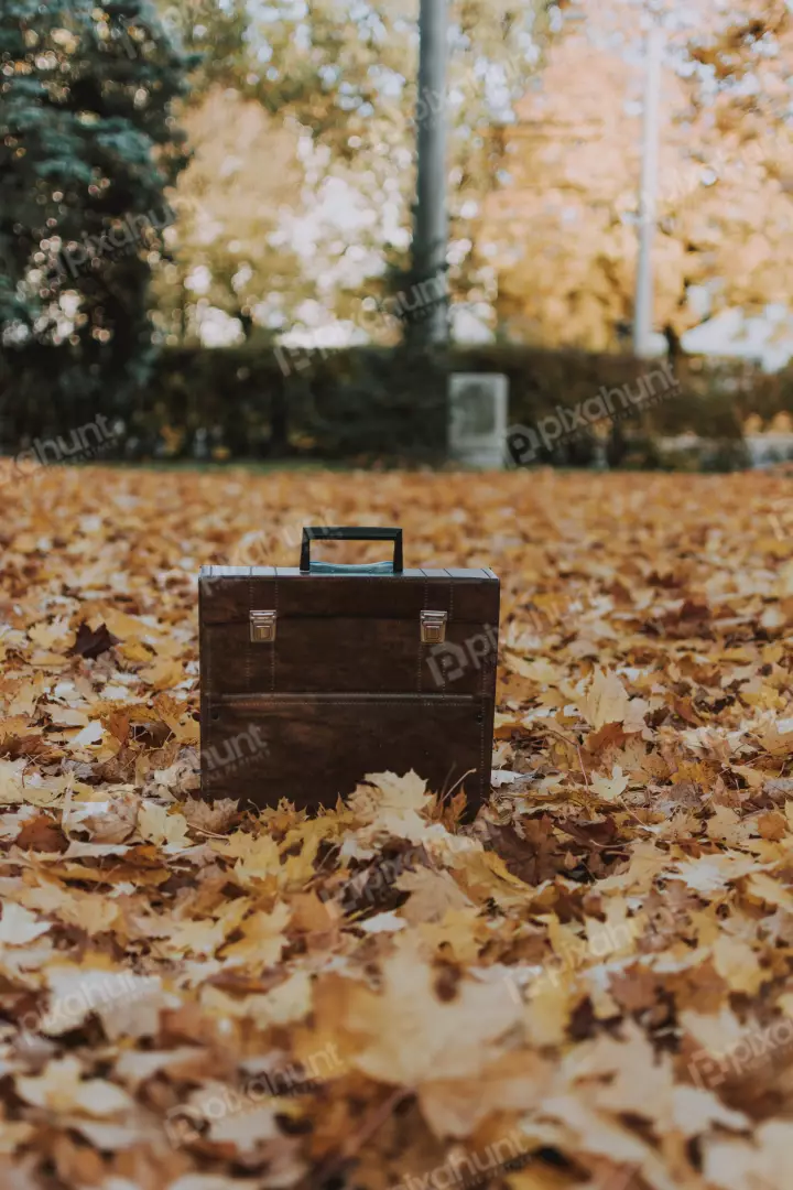 Free Premium Stock Photos a brown leather suitcase sitting on a pile of fallen yellow leaves