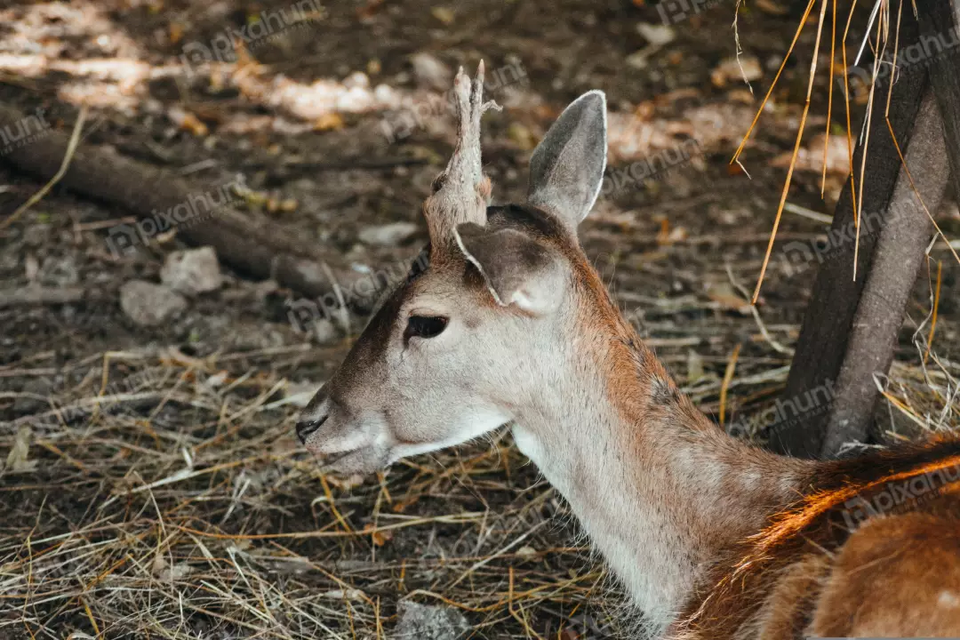 Free Premium Stock Photos a close-up of a deer's head