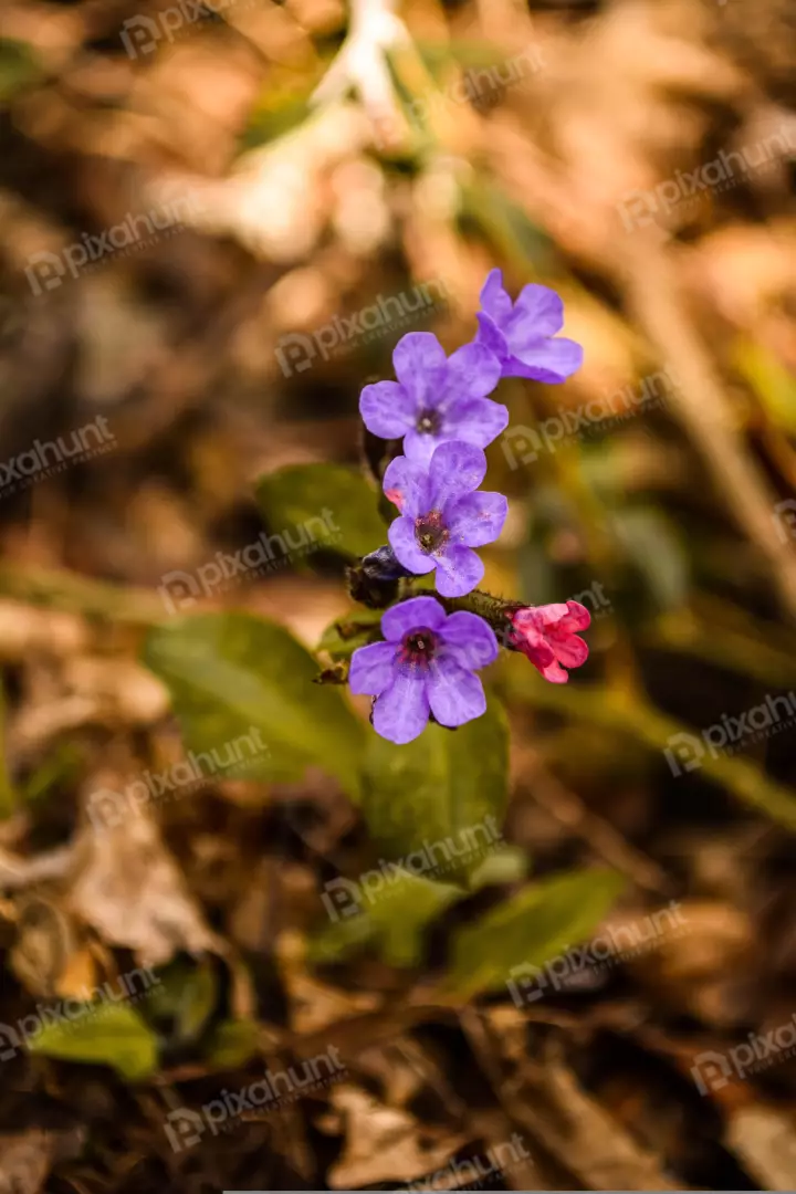 Free Premium Stock Photos a flower in focus with a blurred background