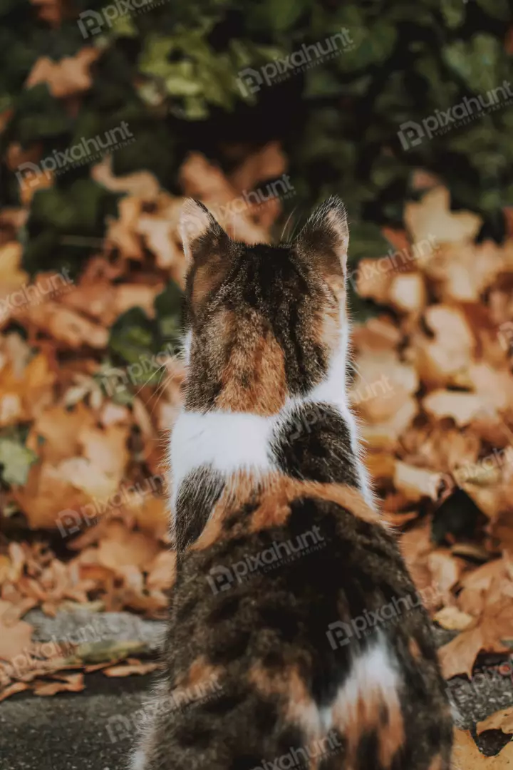 Free Premium Stock Photos Cat look camara back site