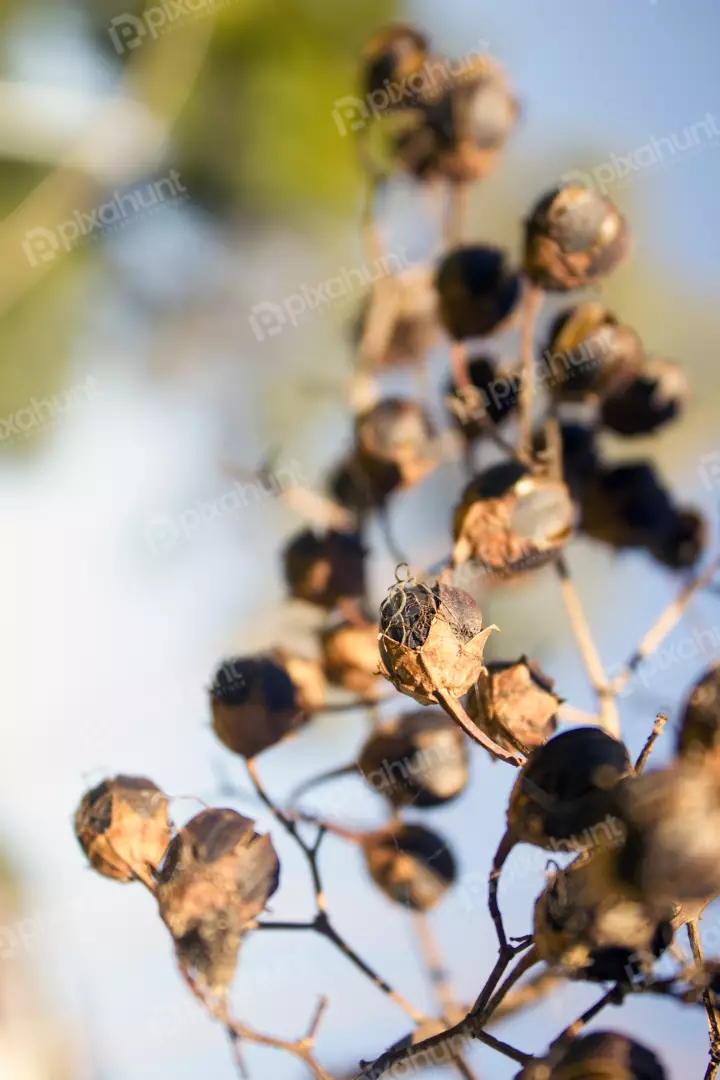 Free Premium Stock Photos A branch of a tree with brown seed pods