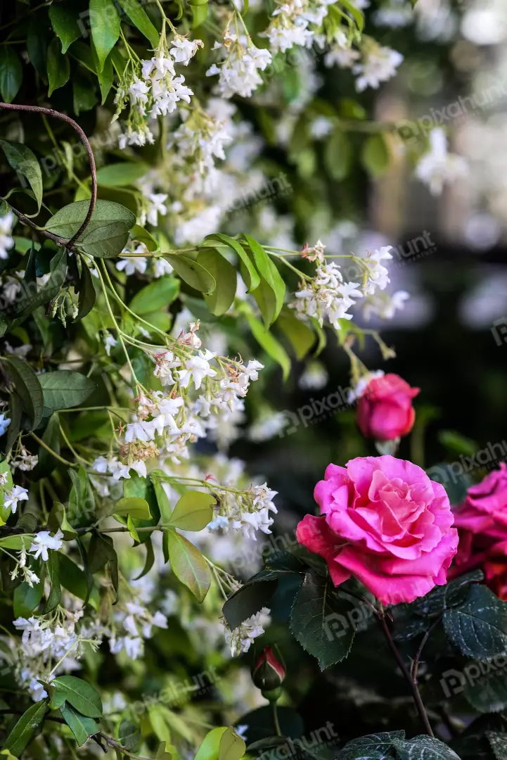 Free Premium Stock Photos A close-up of a pink rose in full bloom against a background of white jasmine flowers