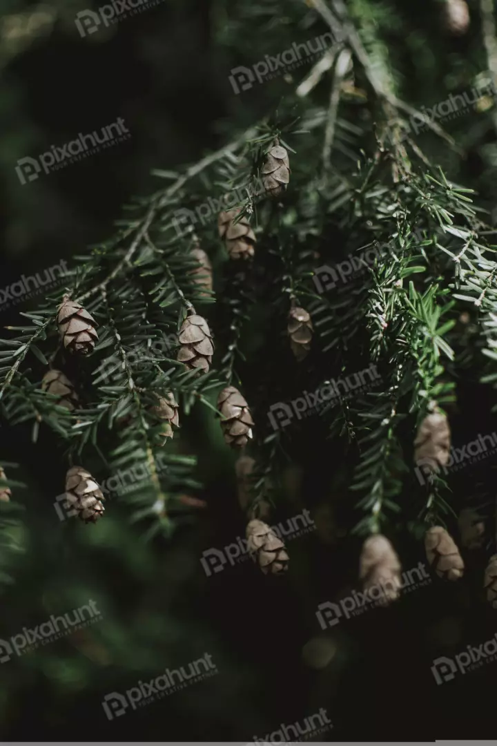 Free Premium Stock Photos a close-up of a pine tree branch with several pine cones hanging from it