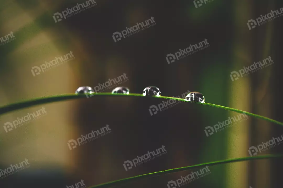 Free Premium Stock Photos Droplets are evenly spaced across the leaf and are all perfectly round