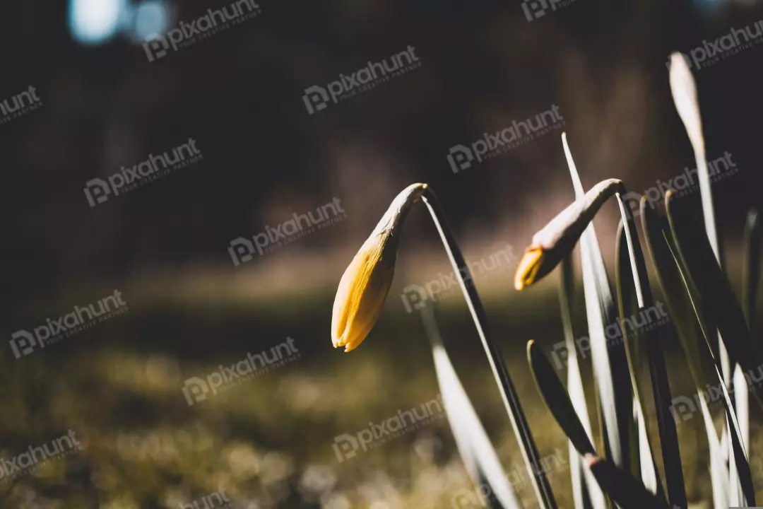 Free Premium Stock Photos a close-up of a daffodil bud