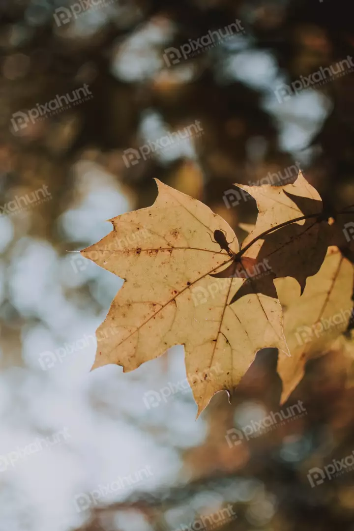 Free Premium Stock Photos a close-up of a leaf