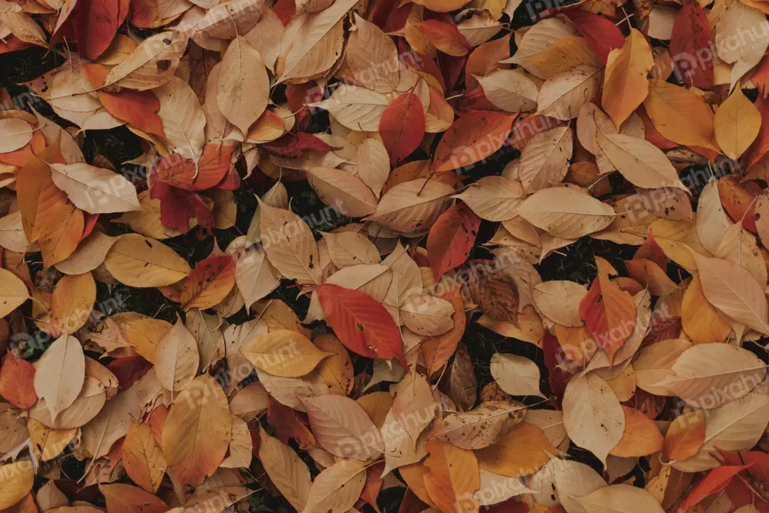 Free Premium Stock Photos Many leaves fall In ground