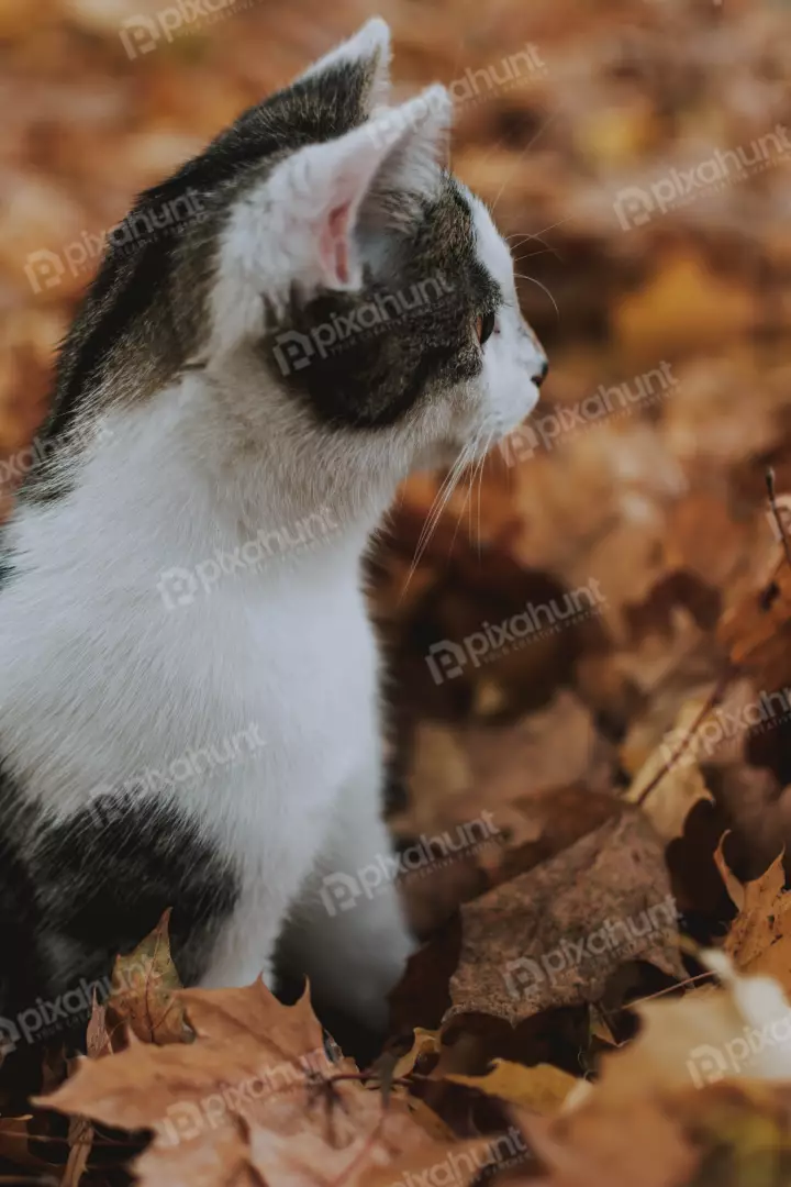 Free Premium Stock Photos A cat is sitting in a pile of fallen leaves