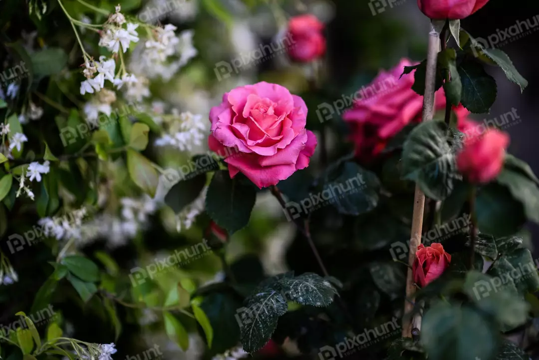 Free Premium Stock Photos A beautiful pink rose in full bloom