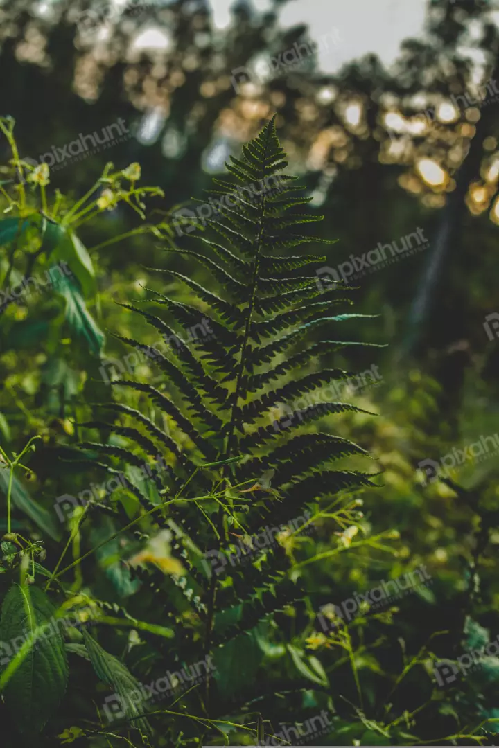 Free Premium Stock Photos The fern is a beautiful plant that can be found in many different parts of the world