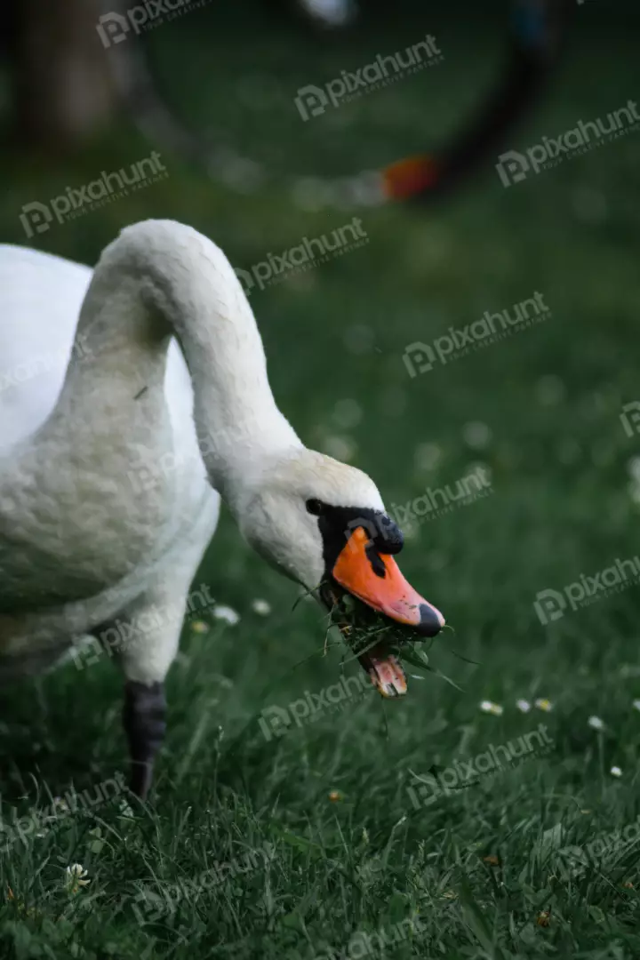 Free Premium Stock Photos Swan is standing on the grass with its head turned to the side