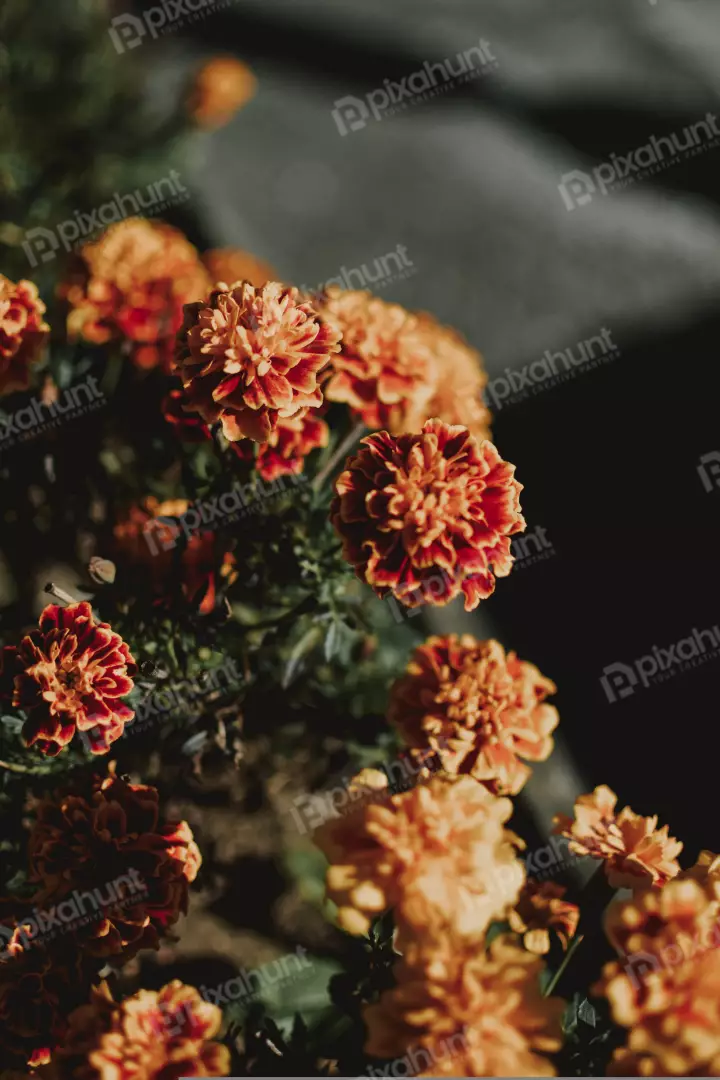 Free Premium Stock Photos flower is in focus and has a beautiful orange color