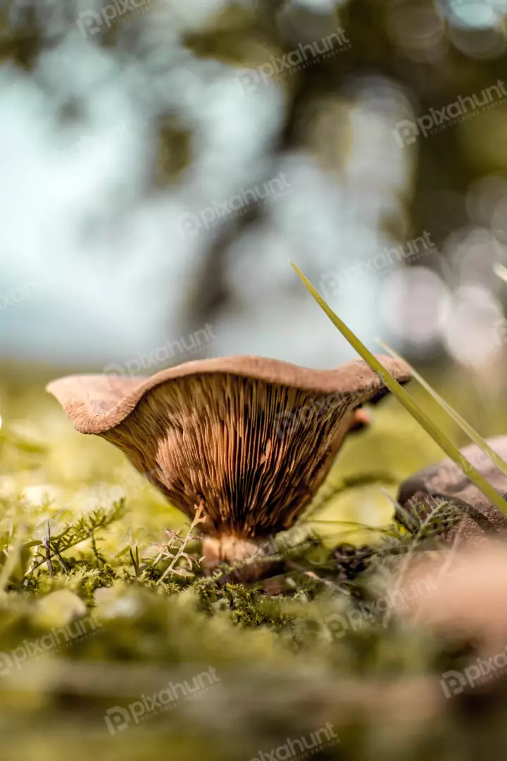 Free Premium Stock Photos Mushroom is in focus and the background is blurred