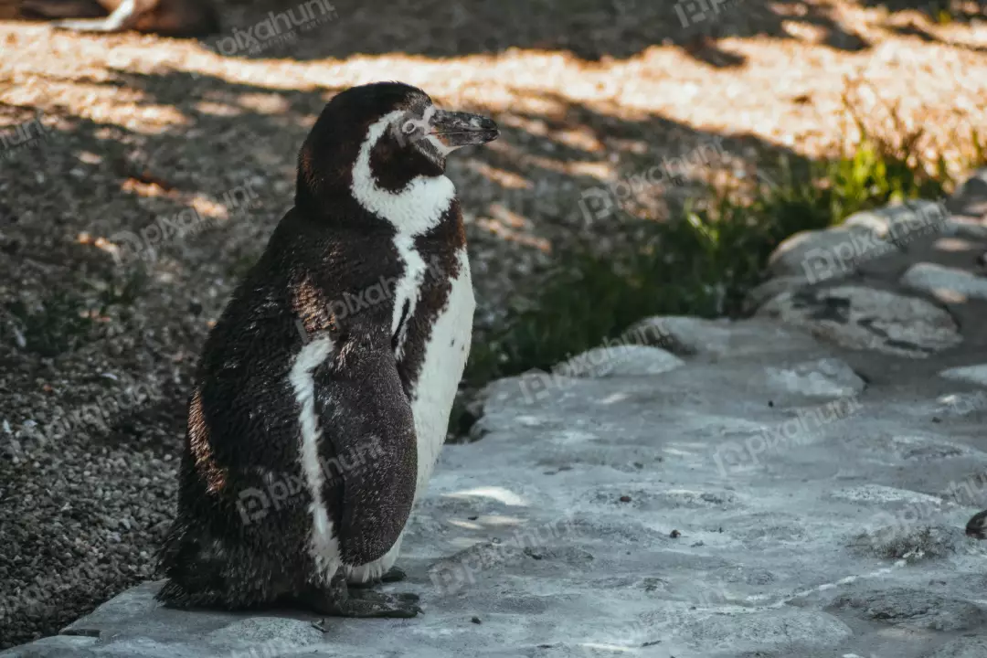 Free Premium Stock Photos The penguin is standing on a rock, facing to the left of the frame