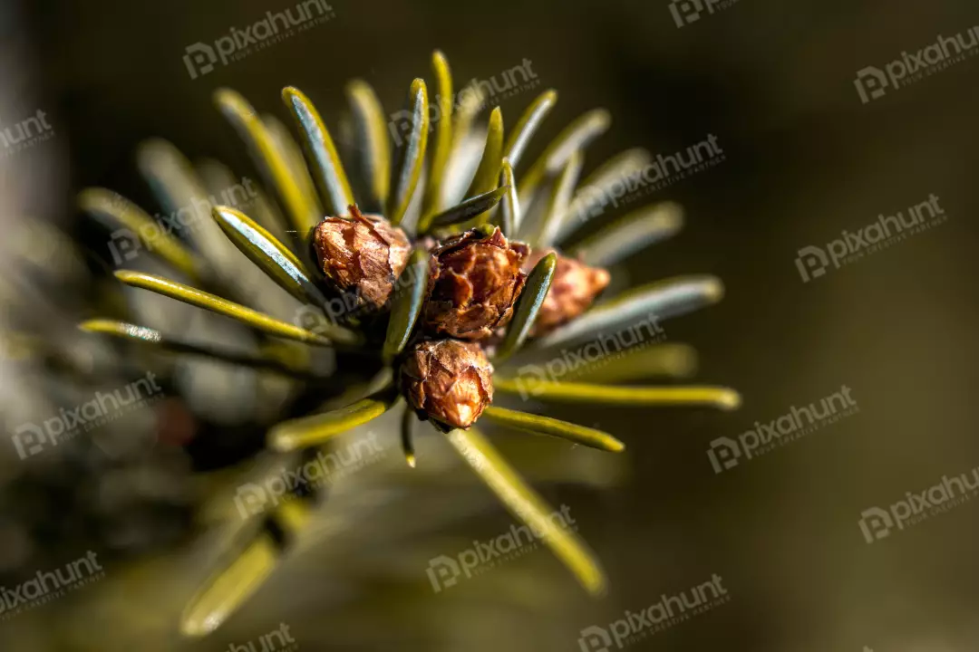 Free Premium Stock Photos a close-up of a pine cone