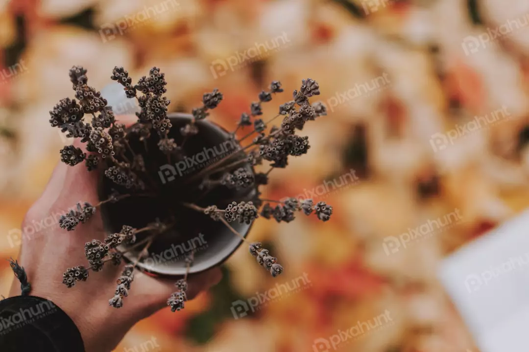 Free Premium Stock Photos a top-down perspective, and the subject is a hand holding a cup of lavender flowers