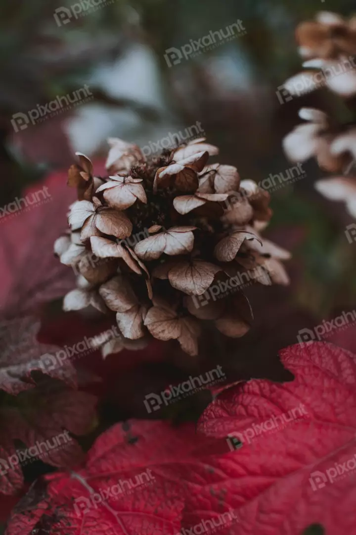 Free Premium Stock Photos a close-up of blossom flower