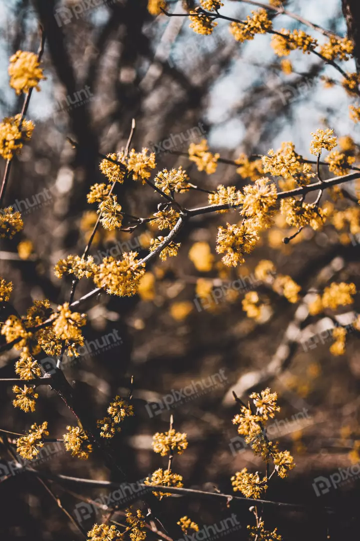 Free Premium Stock Photos A close-up of a branch of a tree with yellow flowers