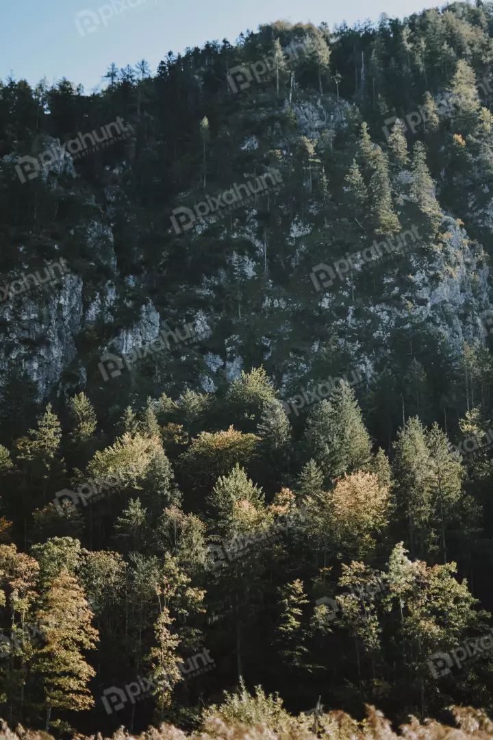 Free Premium Stock Photos A vertical shot of a mountain covered in trees