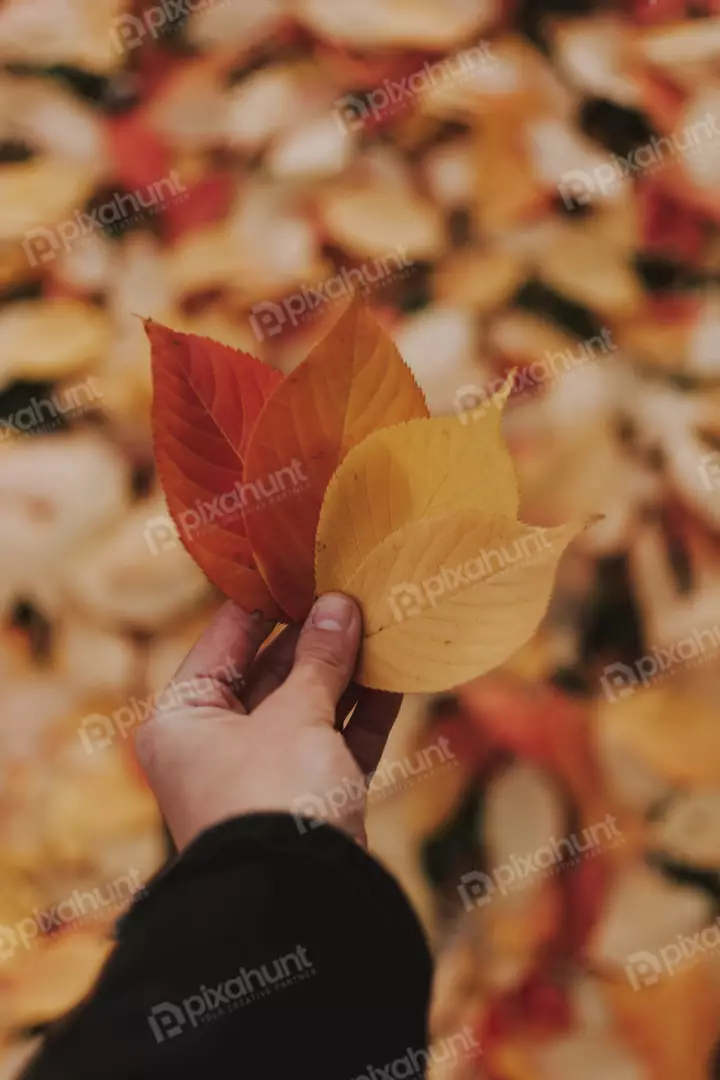 Free Premium Stock Photos leaves are in different stages of changing color, from green to yellow to orange to red