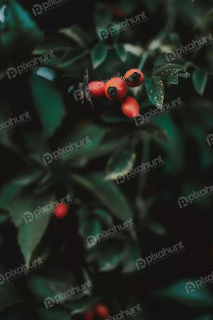 Free Premium Stock Photos a close-up of a cluster of red rose hips