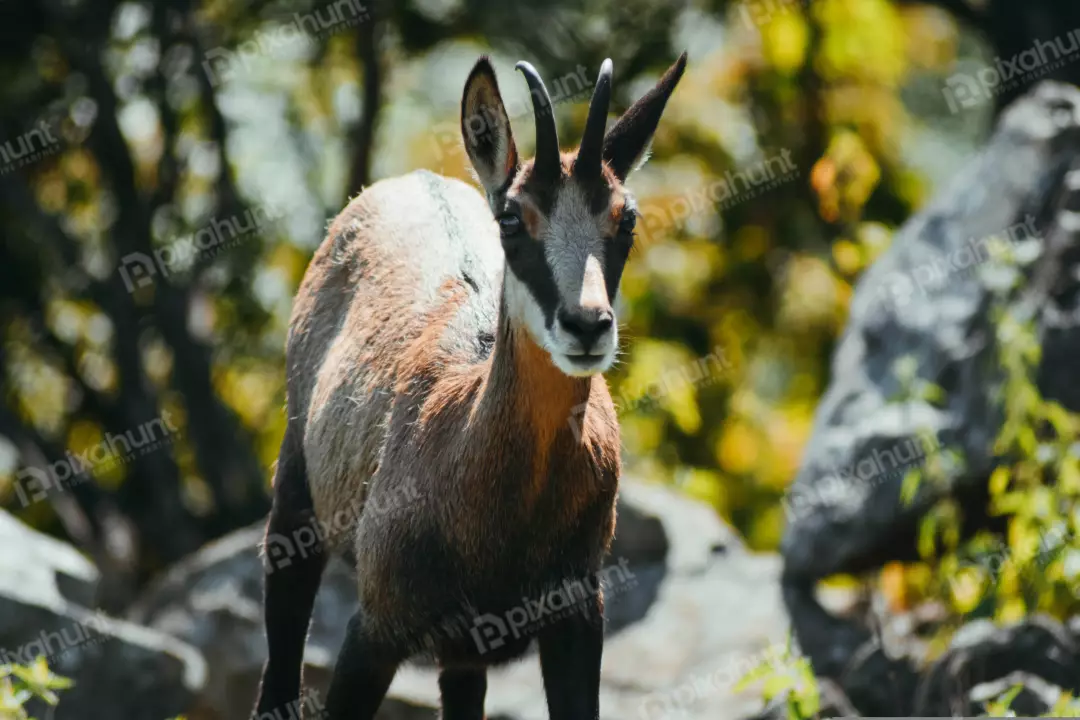 Free Premium Stock Photos a close-up of a chamois, a type of antelope found in the mountains of Europe