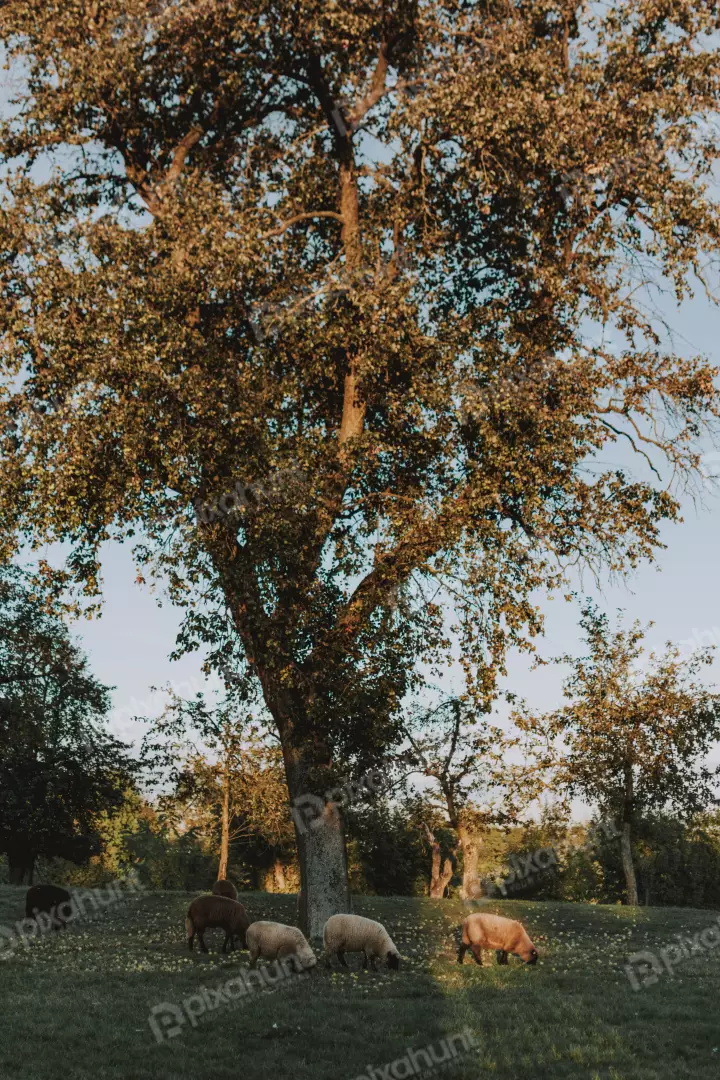 Free Premium Stock Photos looking up at a large tree with a wide canopy of leaves